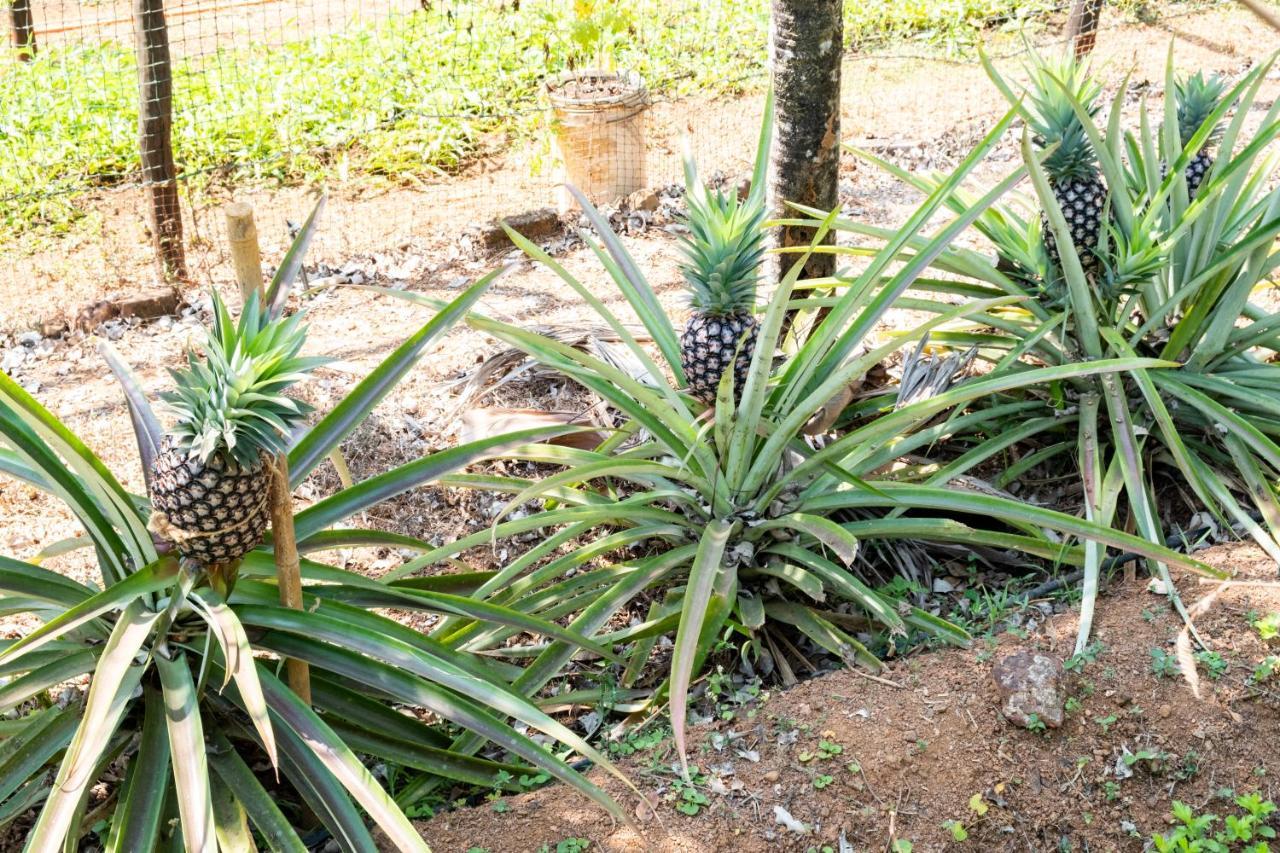 Mangaal Farmstay Goa Vichondrem Экстерьер фото