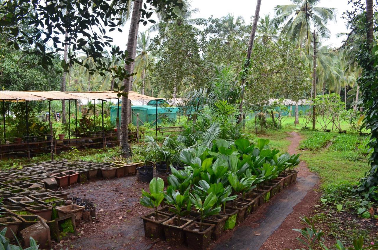 Mangaal Farmstay Goa Vichondrem Экстерьер фото